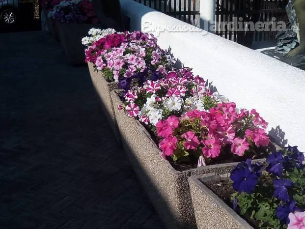 Petunias - Edificio Roca Blanca