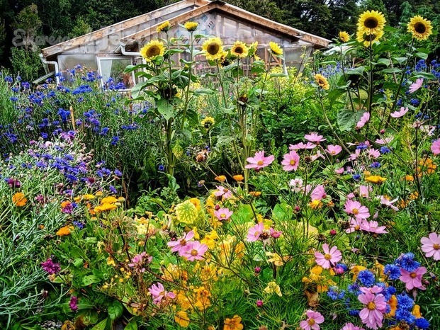 Jardinería Sur puerto varas